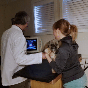 Birchwood Animal Hospital Ultrasound
